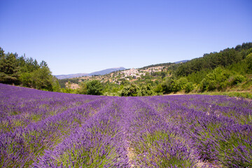 Naklejka na ściany i meble Champs de lavandes, Provence, France