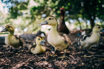 Ducklings