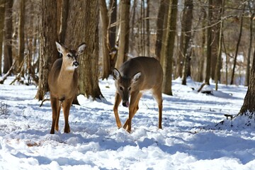 White tailed deer, doe and fawn near city park in Wisconsin.