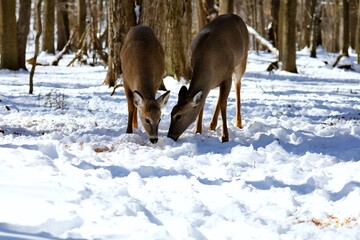 White tailed deer, doe and fawn near city park in Wisconsin.