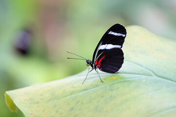 Obraz premium Papillon photographié dans une serre tropicale