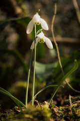 snowdrops in the forest