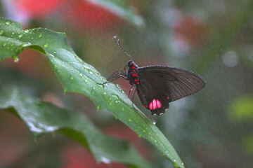 Papillon photographié dans une serre tropicale