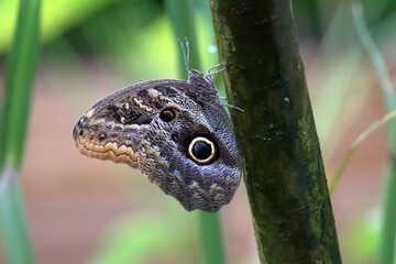 Papillon photographi&eacute; dans une serre tropicale