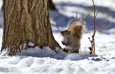 Eastern gray squirrel. Many juvenile squirrels die in the first year of life. Adult squirrels can have a lifespan of 5 to 10 years in the wild. Some can survive 10 to 20 years in captivity.