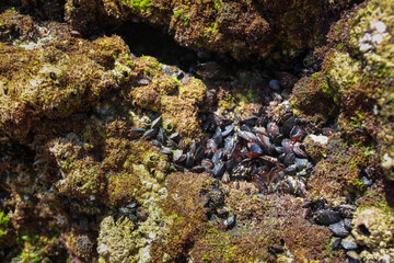 Mussels on the rocks, Praia da Rocha, Algarve, Portugal
