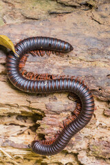 Myriapod in Taman Negara national park, Malaysia