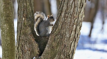 Eastern gray squirrel. Many juvenile squirrels die in the first year of life. Adult squirrels can have a lifespan of 5 to 10 years in the wild. Some can survive 10 to 20 years in captivity.