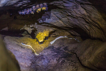 Ridley's beauty snake (also cave dwelling ratsnake or cave racer), (Elaphe taeniura ridleyi) in a...