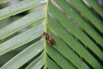 葉にとまっているハチの一種