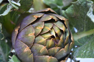 Carciofo, tipica pianta mediterranea. E' una pianta della famiglia Asteraceae coltivata in Italia e in altri Paesi per uso alimentare e, secondariamente, medicinale.
