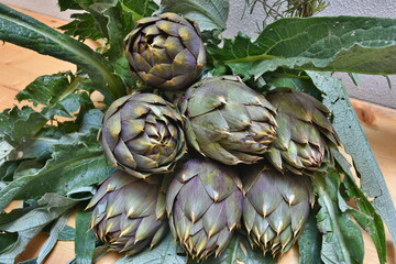 Carciofo, tipica pianta mediterranea. E' una pianta della famiglia Asteraceae coltivata in Italia e...