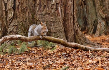 Eastern gray squirrel. Many juvenile squirrels die in the first year of life. Adult squirrels can have a lifespan of 5 to 10 years in the wild. Some can survive 10 to 20 years in captivity.