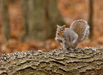 Eastern gray squirrel. Many juvenile squirrels die in the first year of life. Adult squirrels can have a lifespan of 5 to 10 years in the wild. Some can survive 10 to 20 years in captivity.
