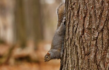 Eastern gray squirrel. Many juvenile squirrels die in the first year of life. Adult squirrels can have a lifespan of 5 to 10 years in the wild. Some can survive 10 to 20 years in captivity.