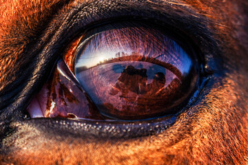 horse eye  close up