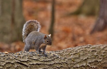 Eastern gray squirrel. Many juvenile squirrels die in the first year of life. Adult squirrels can have a lifespan of 5 to 10 years in the wild. Some can survive 10 to 20 years in captivity.