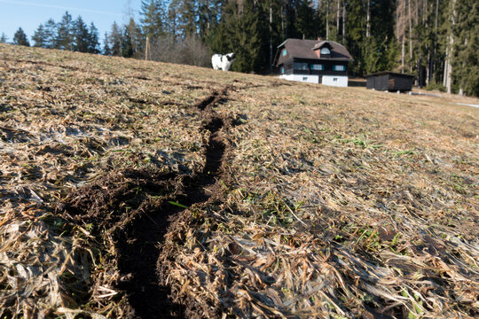 W&Uuml;HLMAUSG&Auml;NGE . MEADOW VOLE HOLES