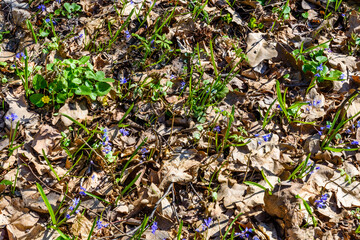 Blue scilla flowers in the forest on spring