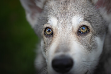 Wolf dog saarloos cute detail