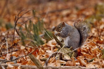 Eastern gray squirrel. Many juvenile squirrels die in the first year of life. Adult squirrels can have a lifespan of 5 to 10 years in the wild. Some can survive 10 to 20 years in captivity.