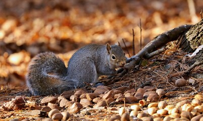 Eastern gray squirrel. Many juvenile squirrels die in the first year of life. Adult squirrels can have a lifespan of 5 to 10 years in the wild. Some can survive 10 to 20 years in captivity.