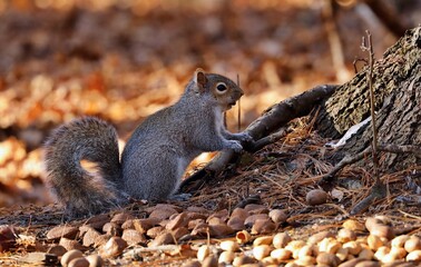 Eastern gray squirrel. Many juvenile squirrels die in the first year of life. Adult squirrels can have a lifespan of 5 to 10 years in the wild. Some can survive 10 to 20 years in captivity.