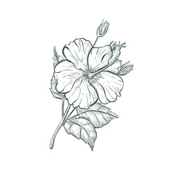 Sketch Hibiscus flower, isolated flower retro sign. Tropical flower Hibiscus