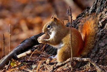American red smallest squirrel. Wisconsin State Park.