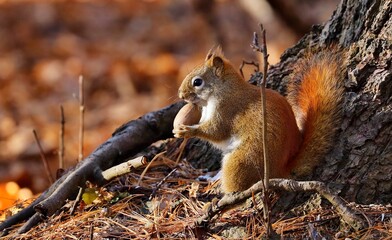 American red smallest squirrel. Wisconsin State Park.