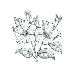 Tropical flower Hibiscus, vector sketch illustration. Sketch Hibiscus flower