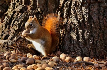 American red smallest squirrel. Wisconsin State Park.