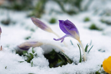 Purple crocuses grow in the snow. First spring flowers of snowdrops