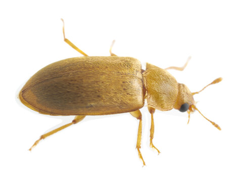 Raspberry beetle, Byturus tomentosus isolated on white background