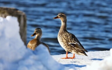 Mallard - The most abundant and widespread of all waterfowl, the mallard is also the most hunted game bird