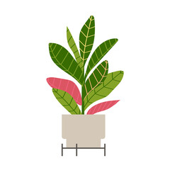 Home plant Croton in flat style. Modern elegant home decor. Vector illustration isolated on white background. © Ирина Пятаева