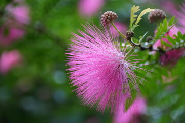 A pink flower of Scarlet Powder Puff tree
