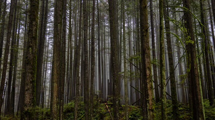 Canadian Rain Forest. Beautiful View of Fresh Green Trees in the Woods. Taken in Lynn Valley Cannyon, North Vancouver, British Columbia, Canada. Panorama Nature Background