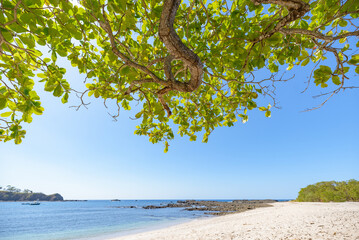 Beach seen under a native tree in Costa Rica