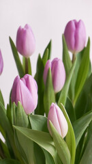 Violet tulip flowers white background soft tone. High quality photo