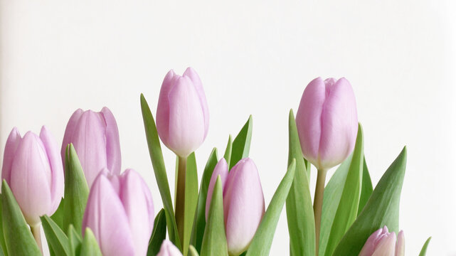 Violet tulip flowers white background soft tone. High quality photo
