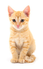 Kitten on white background.