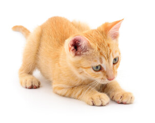 Fototapeta premium Kitten on white background.