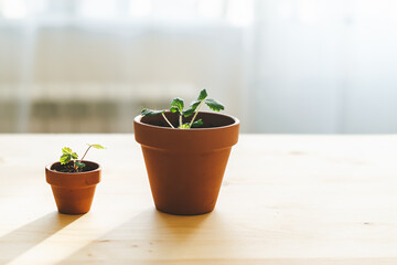 Close up of Strawberries sprout plant seeding in ceramic terracota pots on the wooden table background. Home gardening, love of houseplants. Spring time. Potted plants. 