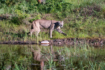 Obraz na płótnie Canvas Mountain Lion walking and drinking in a stream in Montana