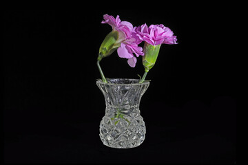 Two pink carnation flowers in a vintage glass vase arranged to show a young love or kiss concept