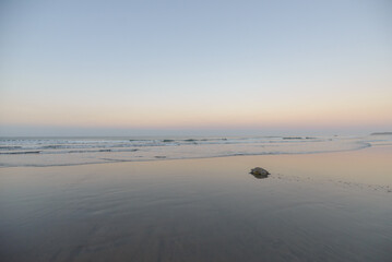 Turtles nesting during sunrise at Ostional beach in Costa Rica