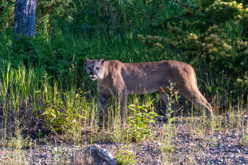 Mountain lion walking in the forrest