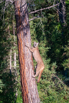 Mountain Lion Climbing A Tree In Forrest