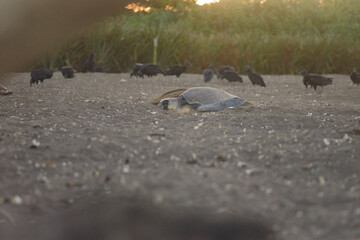 Turtles nesting during sunrise at Ostional beach in Costa Rica